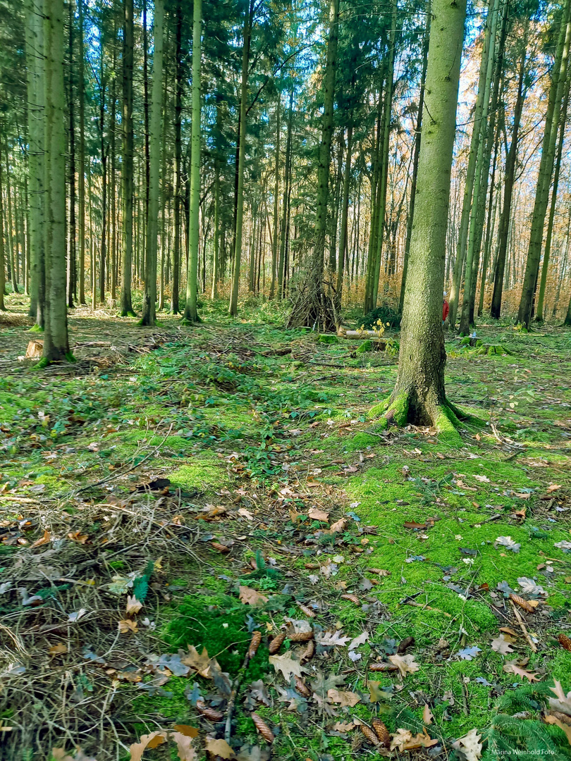 Hutholz Wald Chemnitz