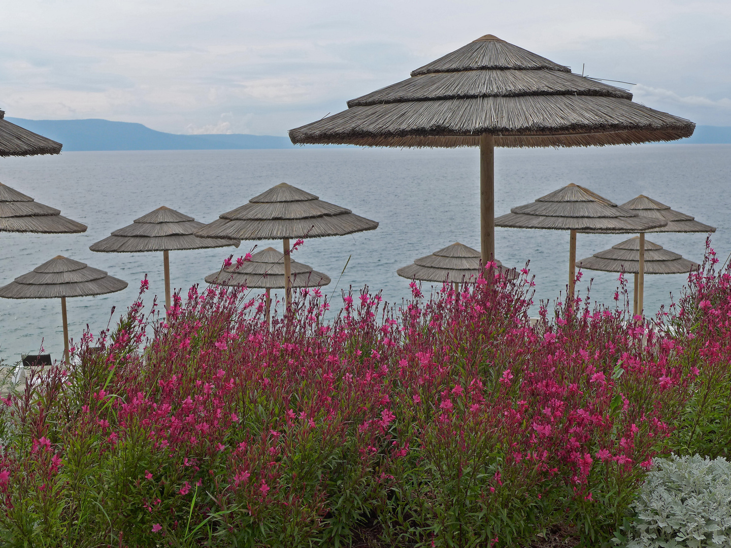 Hutpilze am Strand