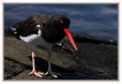 Huîtrier pie des galapagos