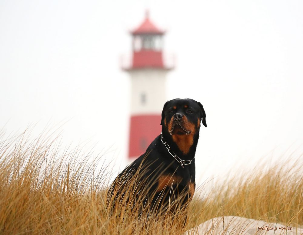 Hutsch auf Sylt,