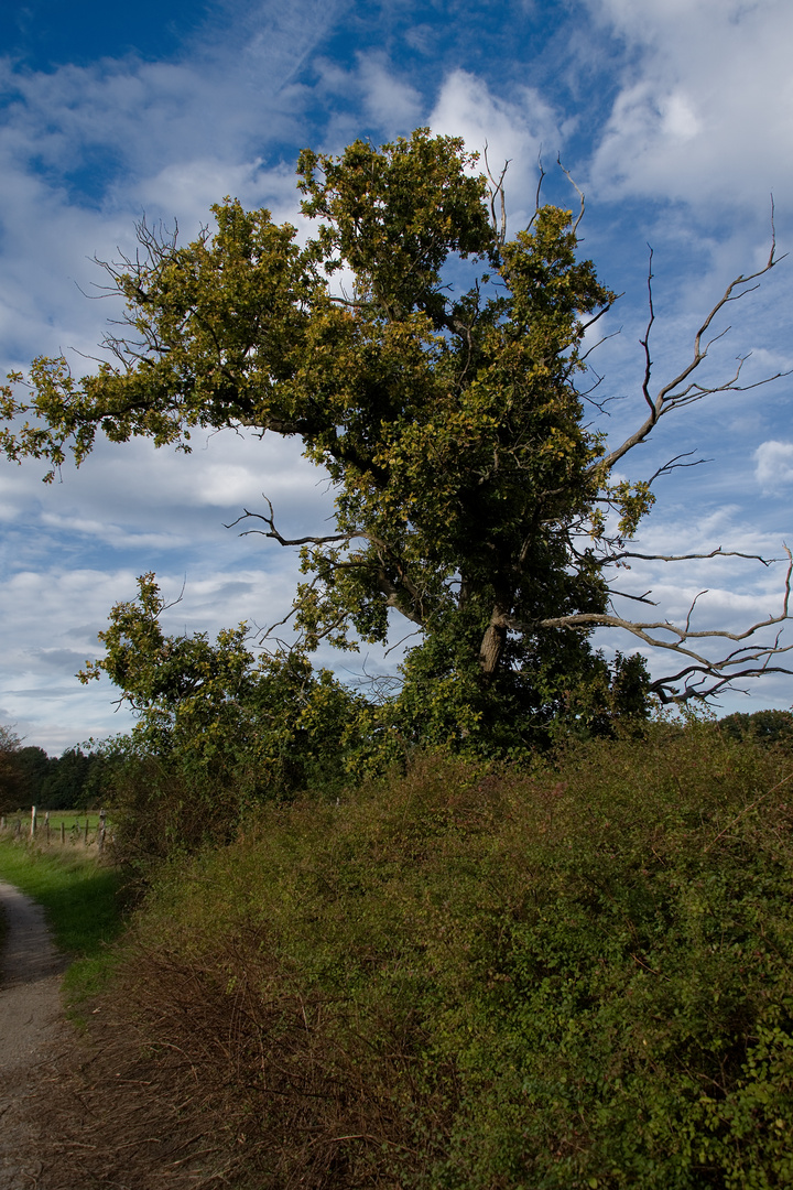 Hutweide Hornbostel