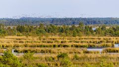 Huvenhoopsmoor-03513 Kopie