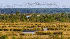 Huvenhoopsmoor im Herbst