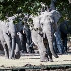 Hwange National Park - Die Gäste kommen...