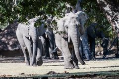 Hwange National Park - Die Gäste kommen...