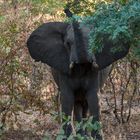 Hwange National Park - Elefantenbulle