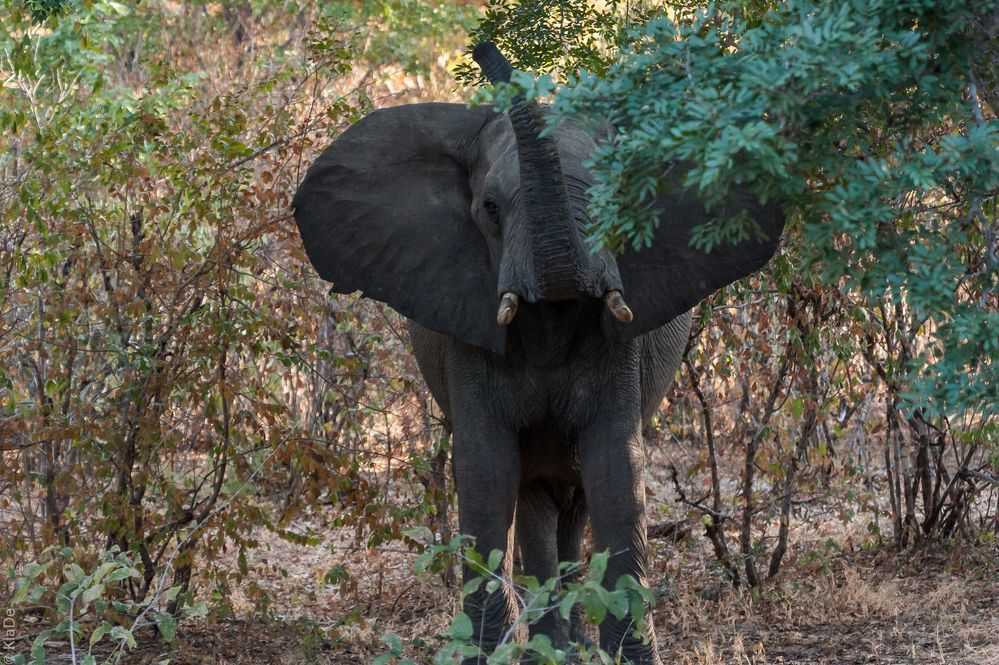 Hwange National Park - Elefantenbulle