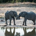 Hwange National Park - Es waren zwei Elefanten ...