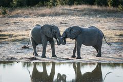 Hwange National Park - Es waren zwei Elefanten ...