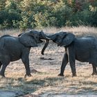 Hwange National Park - Es waren zwei Elefanten .