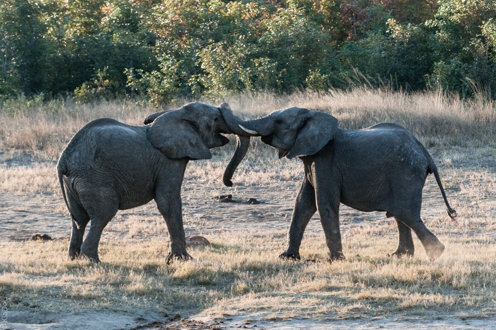Hwange National Park - Es waren zwei Elefanten .