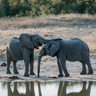 Hwange National Park - Es waren zwei Elefanten ..