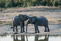 Hwange National Park - Es waren zwei Elefanten ..