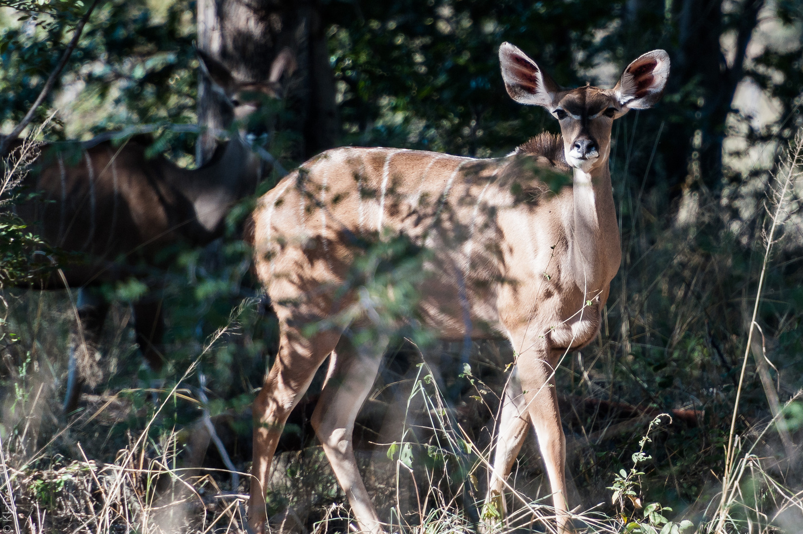 Hwange National Park - Kudu