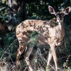 Hwange National Park - Kudu