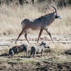 Hwange National Park - Pferdeantilope