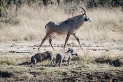 Hwange National Park - Pferdeantilope