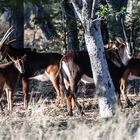 Hwange National Park - Rappenantilopen