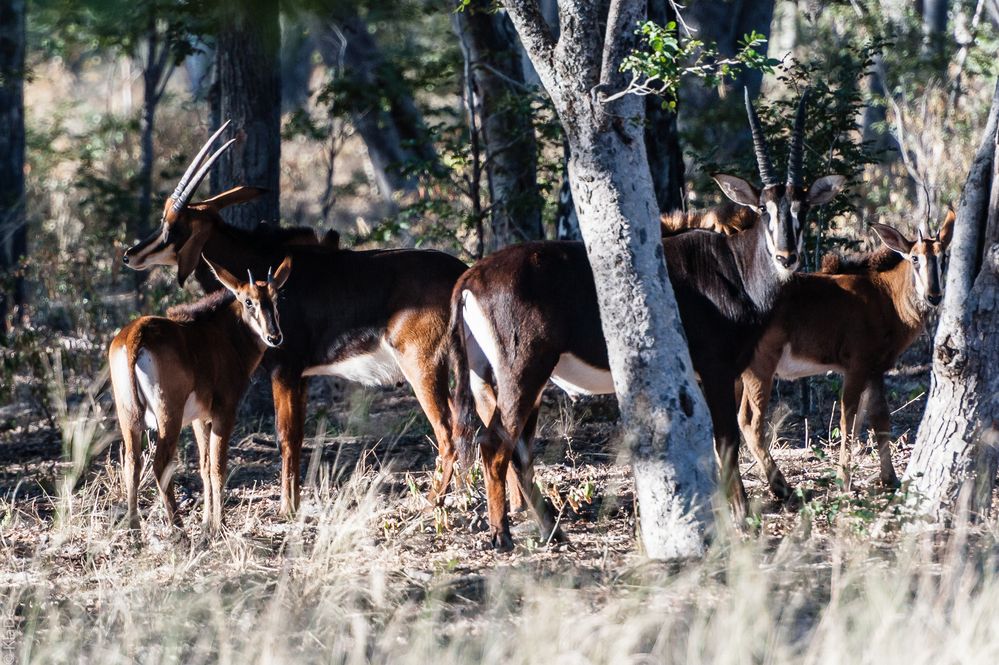 Hwange National Park - Rappenantilopen