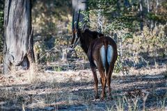 Hwange National Park - Rappenantilopen *