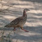 Hwange National Park - Schopffrankolin