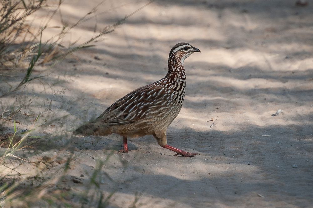 Hwange National Park - Schopffrankolin