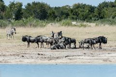 Hwange National Park - Wasserloch