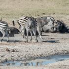 Hwange National Park - Zoff unter den Zebras
