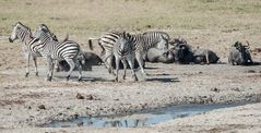 Hwange National Park - Zoff unter den Zebras