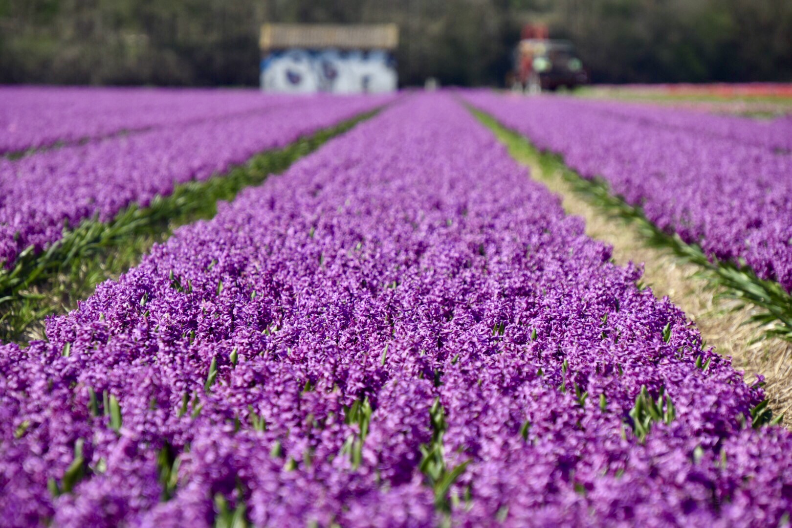 Hyacint fields The Netherlands 