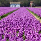 Hyacint fields The Netherlands 