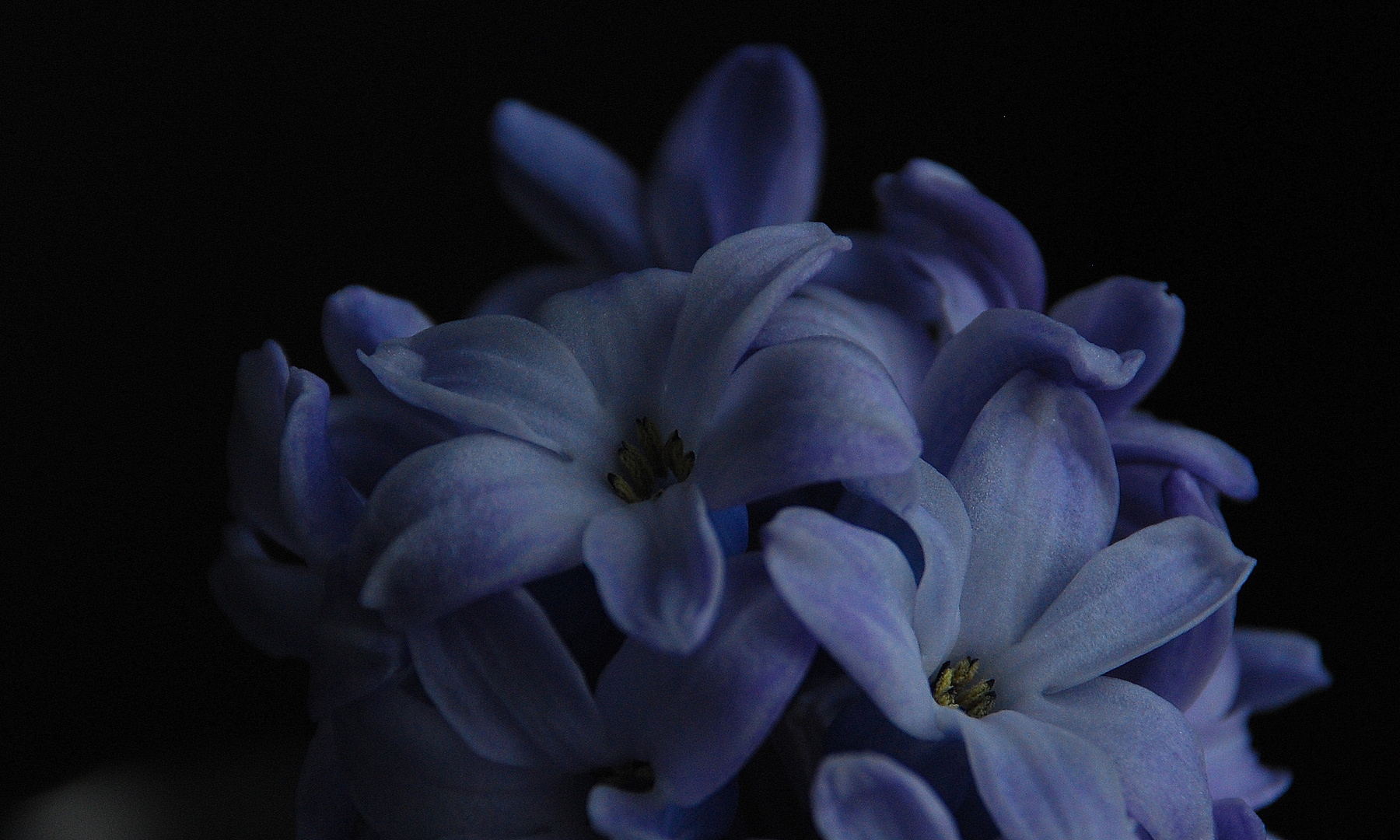 hyacinth