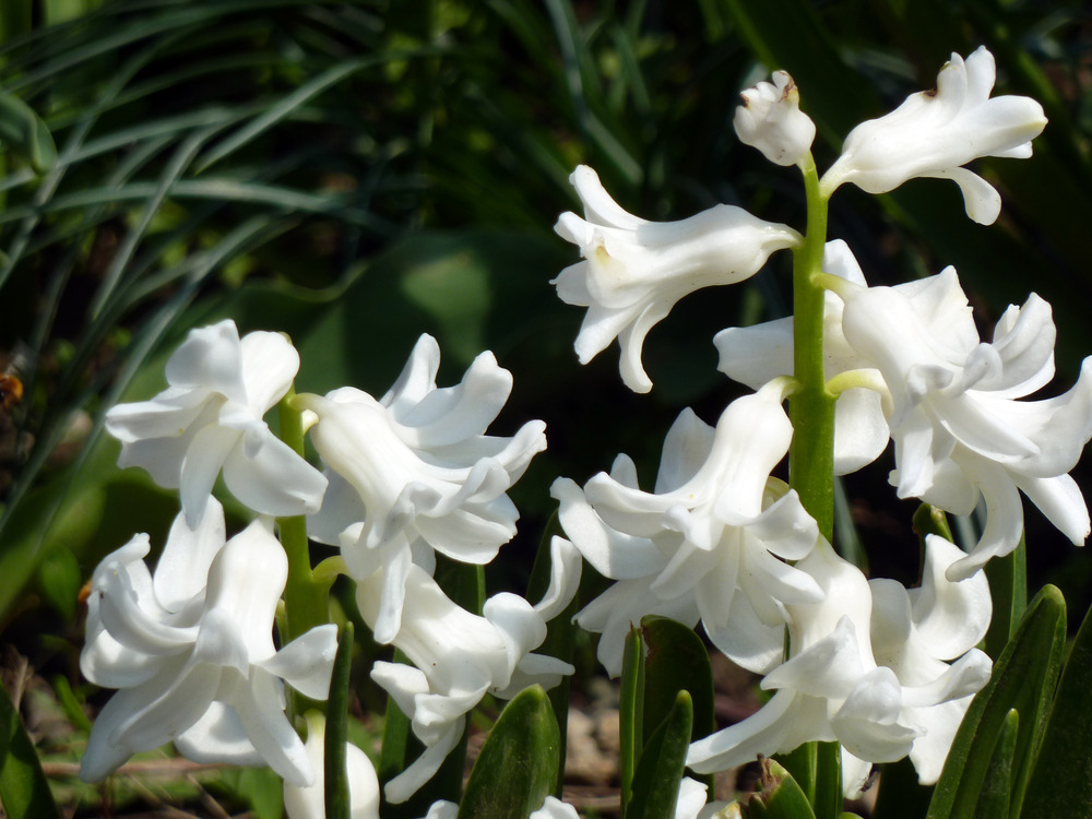 hyacinth