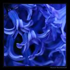 Hyacinth / Hyazinthe, Hyacinthaceae, Botanischer Garten, Linz, OOE / A