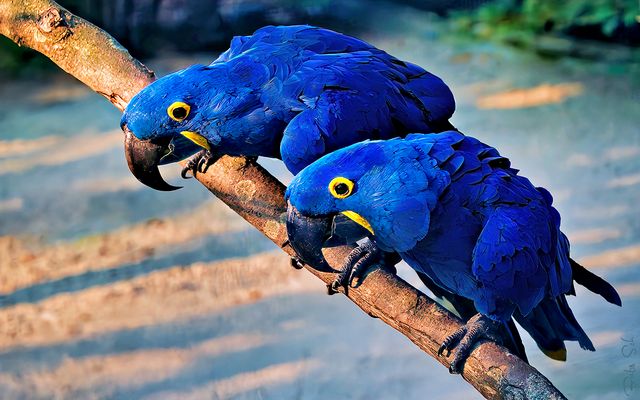 Hyacinth macaws
