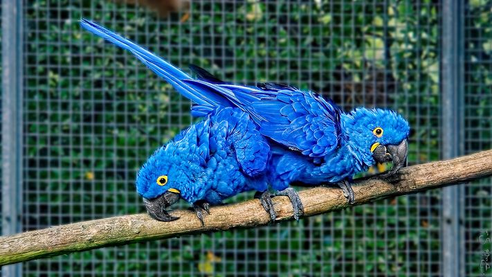 Hyacinth macaws