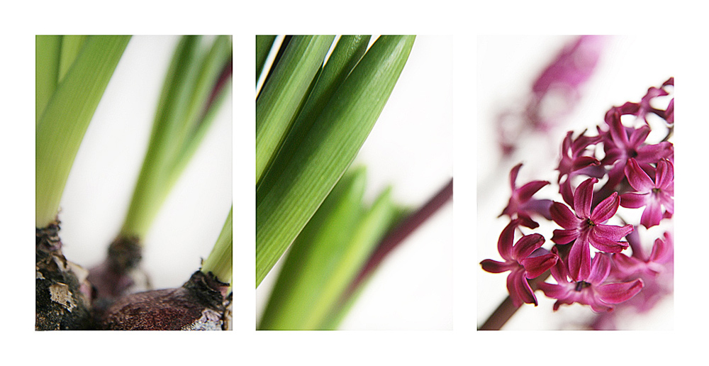 --/ hyacinthe --xxxx-