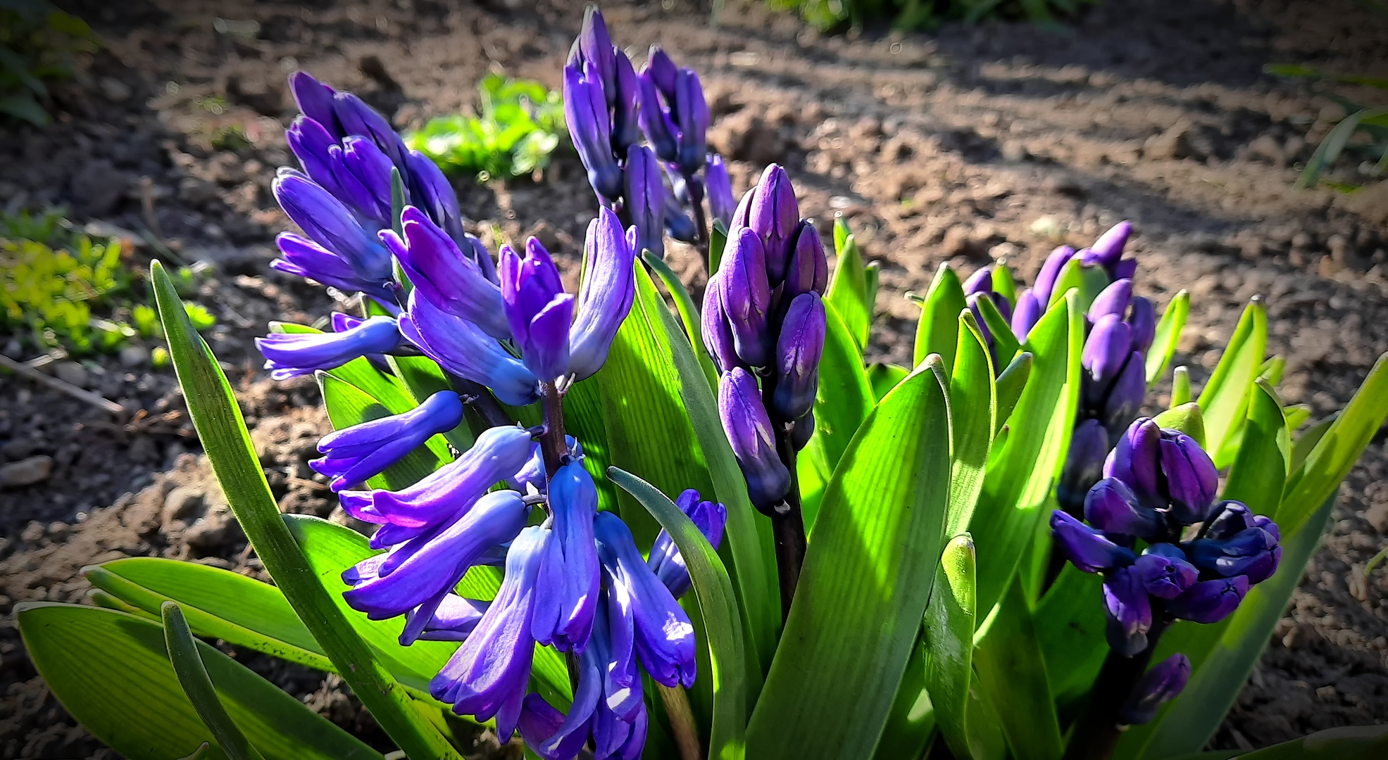 ... Hyacinthenblüten ...