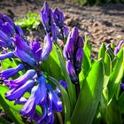 ... Hyacinthenblüten ...