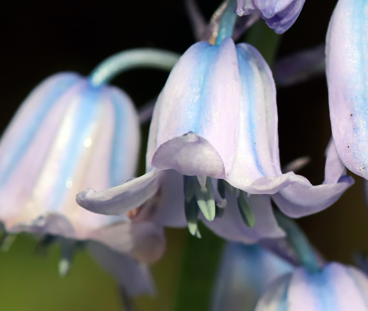 Hyacinthoides hispanica