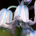 Hyacinthoides hispanica