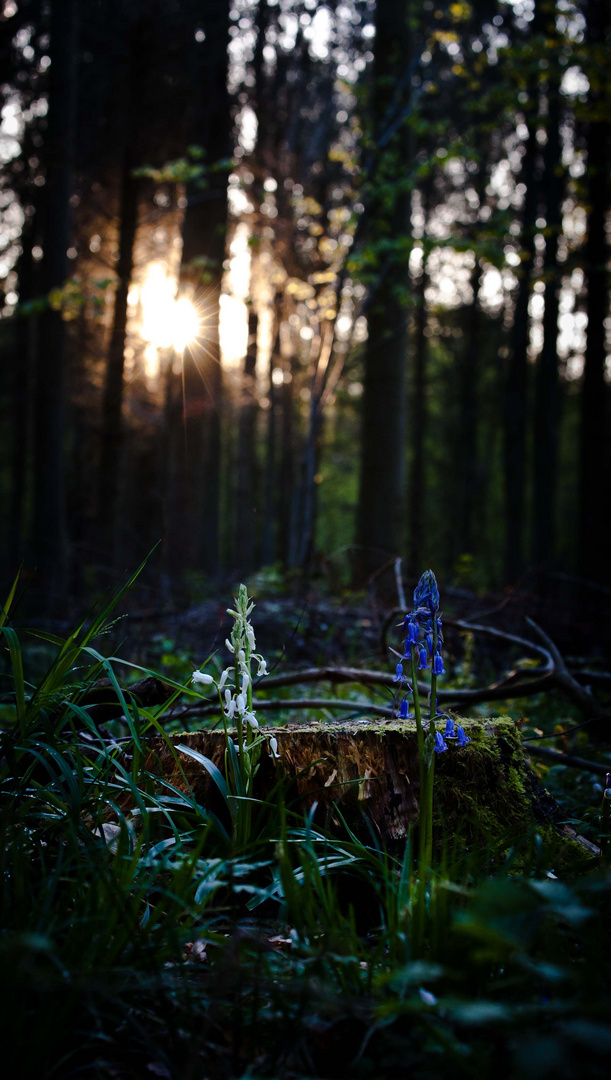 Hyacinthoides non-scripta