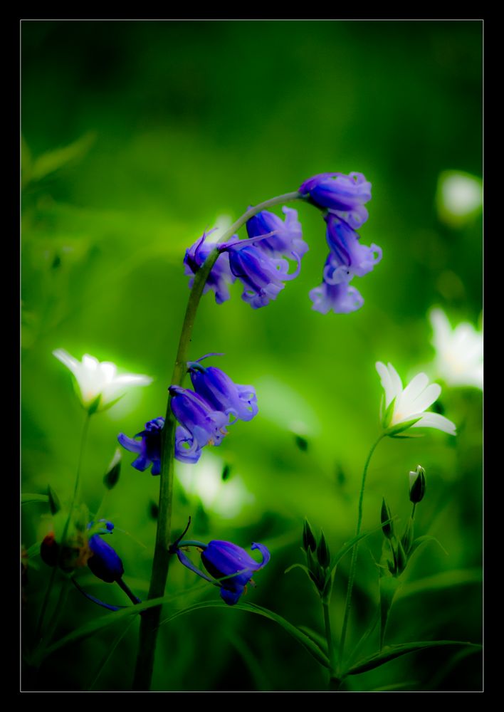 Hyacinthoides non-scripta von Jens Klappenecker-Dircks 