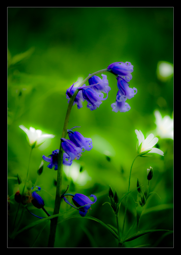 Hyacinthoides non-scripta