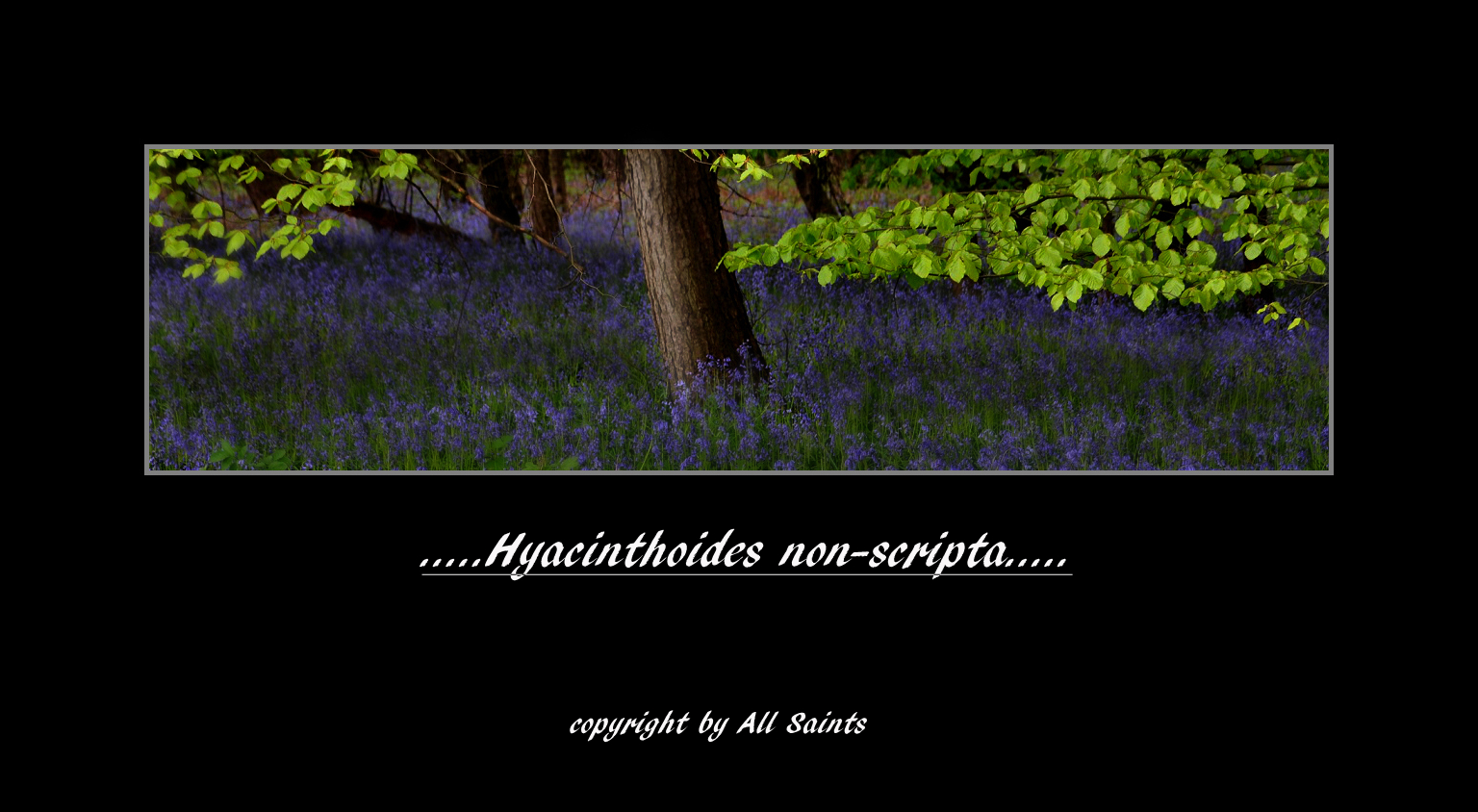 Hyacinthoides non-scripta