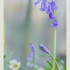 Hyacinthoides non-scripta, synoniem: Scilla non-scripta