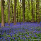 Hyacinths