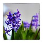 Hyacinths