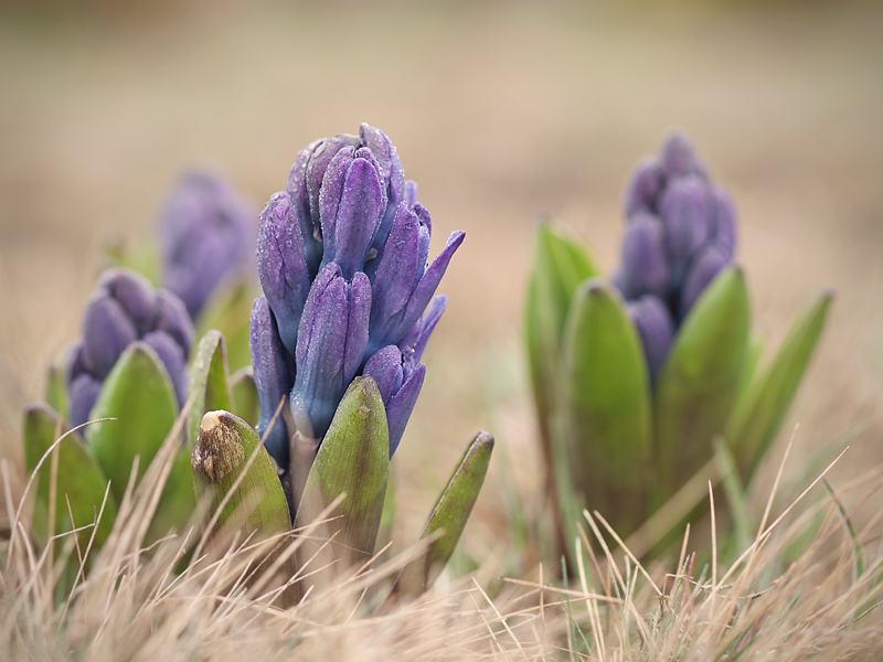 Hyacinths