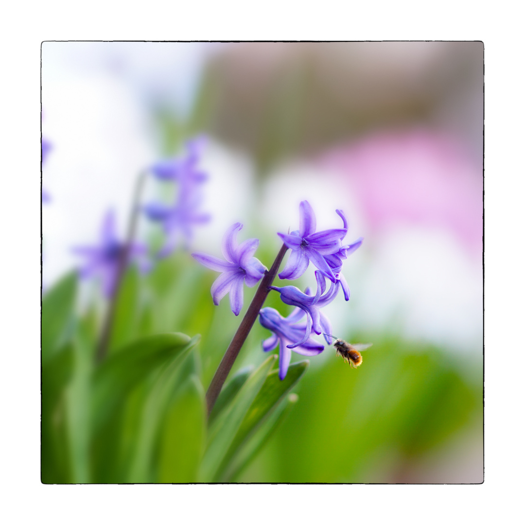 Hyacinths_01